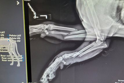 Pet Digital X-Rays Service Image