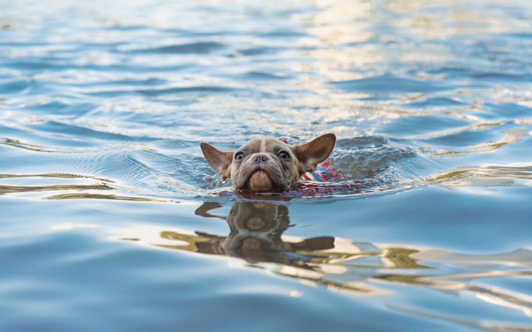 Essential Guidelines for Ensuring Pet Safety During Swimming