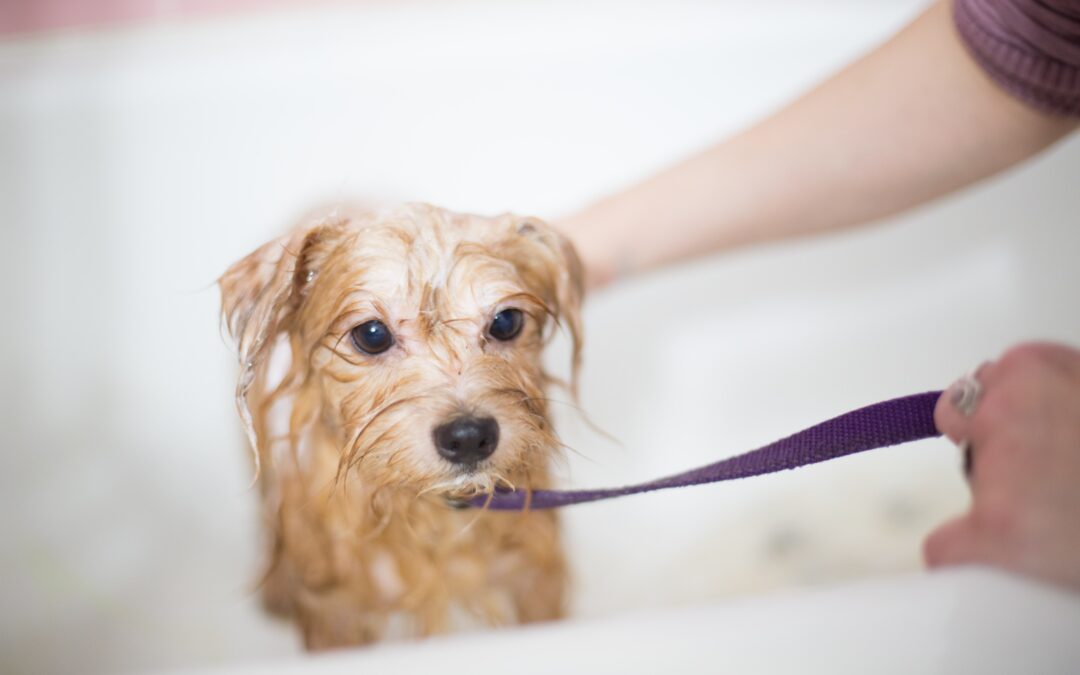 How to Select the Ideal Shampoo for Your Dog’s Fur